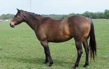 FF ROAN 76