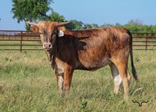 Colluder 277/8 X FHR 20G's Got A Gleam 333