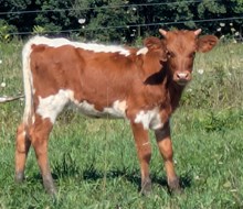 FINGERPAINT HEIFER