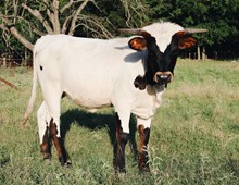 HK Pecos Pearl