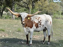 FORMAL RANCH MISS