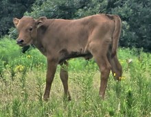 Frosties 2026 Heifer