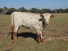 Frosty Bull Calf
