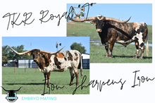 TKR Royal T x Iron Sharpens Iron Frozen Embryo