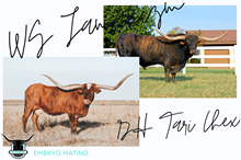 WS Jamakizm x DH Tari Chex Embryo
