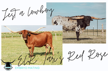 Jest a Cowboy x ECR Tari's Red Rose Embryo