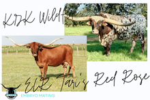 KDK Wildfire x ECR Tari's Red Rose Embryo