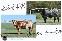 Rebel HR x Bayou Amelia Frozen Embryo