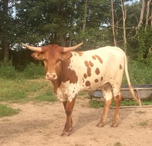 CC X SHOOTING STAR HEIFER