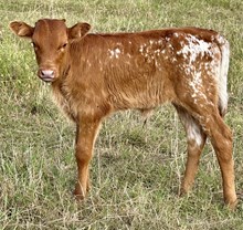 Palace 25 Heifer