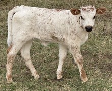 Lady 25 Heifer