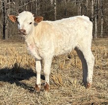 Love bull