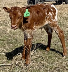 SHERIDAN X PURE COUNTRY heifer