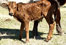 IRONMAN X SITTIN TEXAN bull