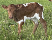 MARLBORO MAN X CRACKER TOP bull