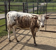 BL Fredrick's Miss Rebel