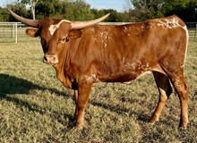 PCC Roxie