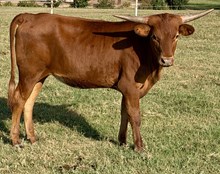 Majesty 25 Heifer
