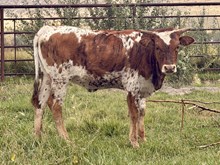 BR Jungle Jim X CR Pacific Mazoo