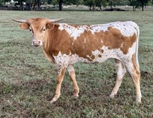 Gracie heifer 25