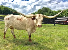 WHC RIO'S UNFORGETTABLE DAISY