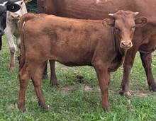 COCHISE X GATOR HEIFER