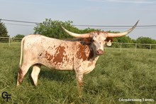 GF Carolina's Copy
