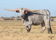 GF Rawhide Reba