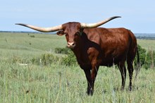 GLR TEXANA CRACKER GAL