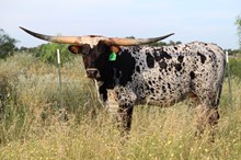 GLR REBEL JUBILEE GAL