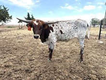 FBL REBEL'S GONE COUNTRY