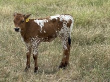 GYPSY/TESSAS ACE HEIFER