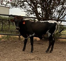 Gingers Catchit EOT bull 1/12/25