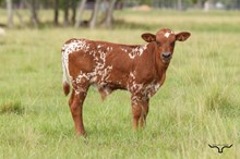 LTL Ginger Snap Bull 2026