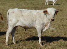 Gold N Tulip 17 bull