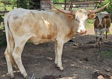 Golden Cowgirl CPL