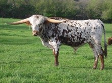 GRAN TORINO