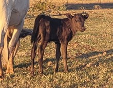 Gray Pearls 2026 Heifer