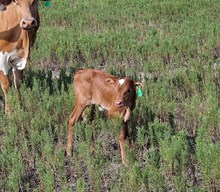 C2W Jungle's Kahula Belle X WT Kid Rock