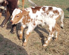Gun Powder 2026 Bull Calf