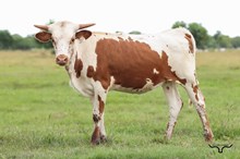 Gypsy's Catch Heifer 2026