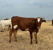 HCL Texas Debute x RJF Lonestar Rebel H177-26