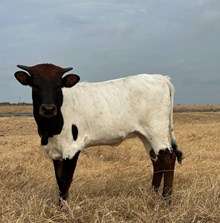 TS Tiara Safari x RJF Texas Rebel H256-26