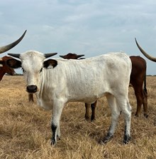 BR Aramora x RJF Lone Star Rebel H347-26