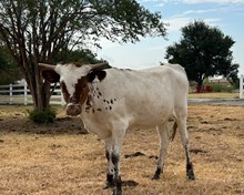 LL Baby Doll x RJF Lone Star Rebel H350-26