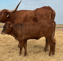 HLR American Dream x RJF Texas Rebel H358-26