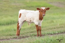 HBR Delilah Bull 2026