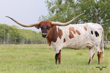 HBR Delilah