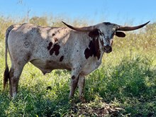 H Cowboy Cut