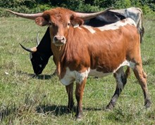 HIRED HAND X ANNIE OAKLEY HEIFER